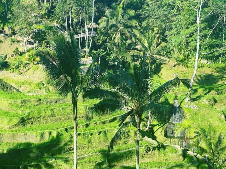 Bali ubud : monkey forest, waterfall , temple - What the driver-guide adds to the day
