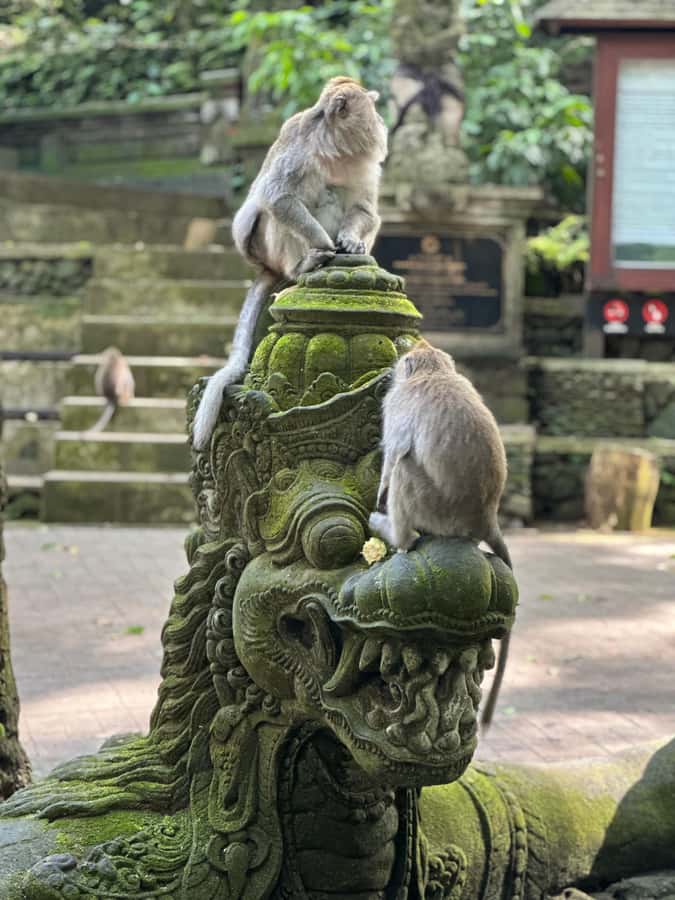 Bali ubud : monkey forest, waterfall , temple - Meeting Ubud’s macaques at Sacred Monkey Forest