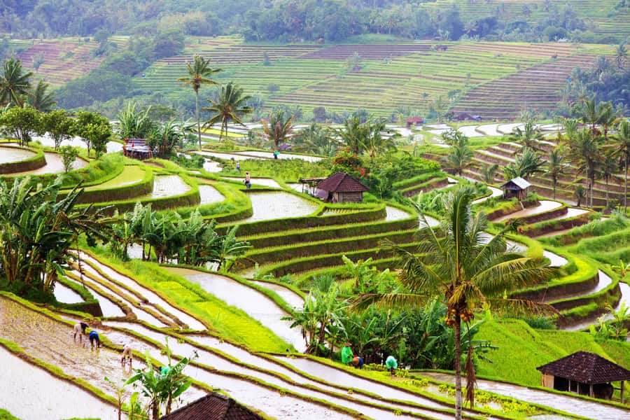 Bali: Water Temple, Waterfalls and Unesco Rice Terrace Tour - Your guide can make or break the long drives