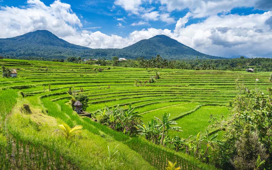 Bali: Waterfalls, Temples, and Rice Terraces Scenic Tour - Lumbung Sari Coffee Plantation and the luwak tasting