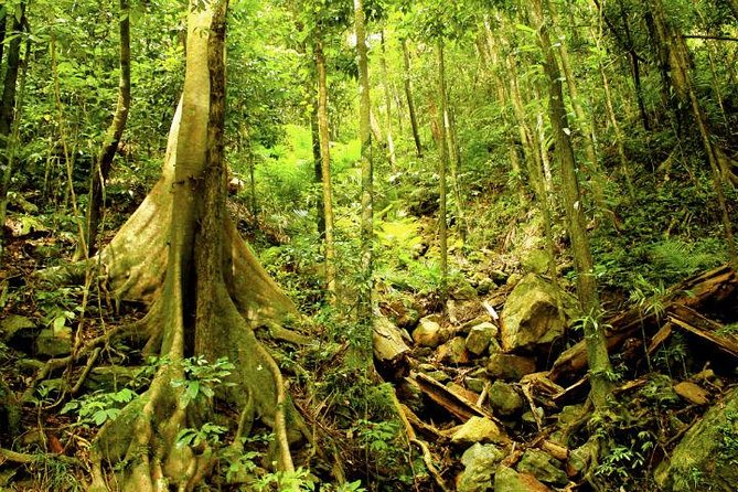 Barron Gorge and Kuranda National Park Half Day Rainforest and Waterfall 4WD Tour from Cairns - Kuranda National Park and the off-road sections