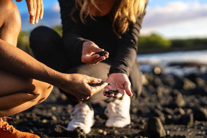 Big Island Highlights: Coffee, Volcano, Black Sands & Waterfall - Punaluʻu Black Sand Beach and the chance to see honu