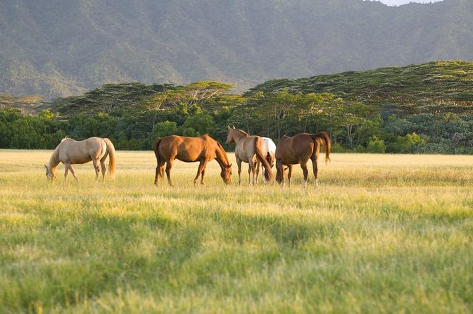 Big Island Waterfalls Tour with Swimming and Botanical Garden - Key things to know before booking