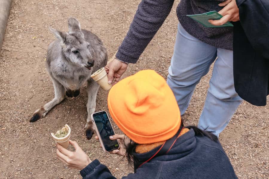 Blue Mountain Small Group Scenic World, Wildlife, Waterfall - Who should book this tour?
