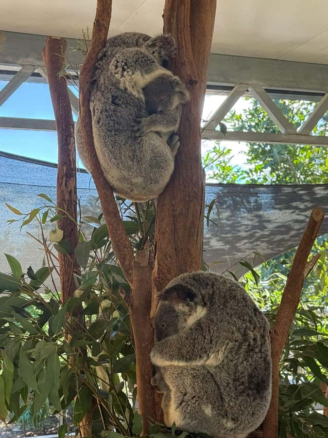 Blue Mountain Small Group Scenic World, Wildlife, Waterfall - Is $148 good value?