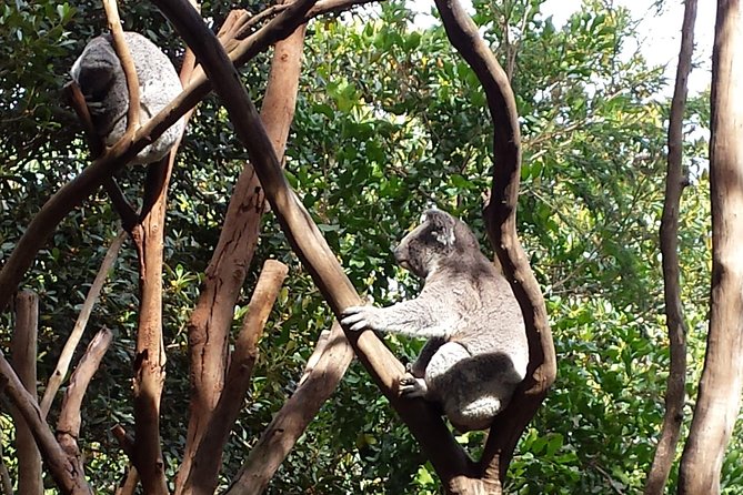 Blue Mountains Day Tour With Bushwalks, Waterfalls & Featherdale - Wentworth Falls and the first taste of mountain bushland