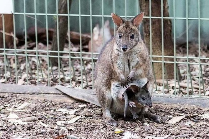 Blue Mountains Private Tour | Koala, Kangaroo, & Waterfalls Day - Featherdale Wildlife Park: a useful first stop