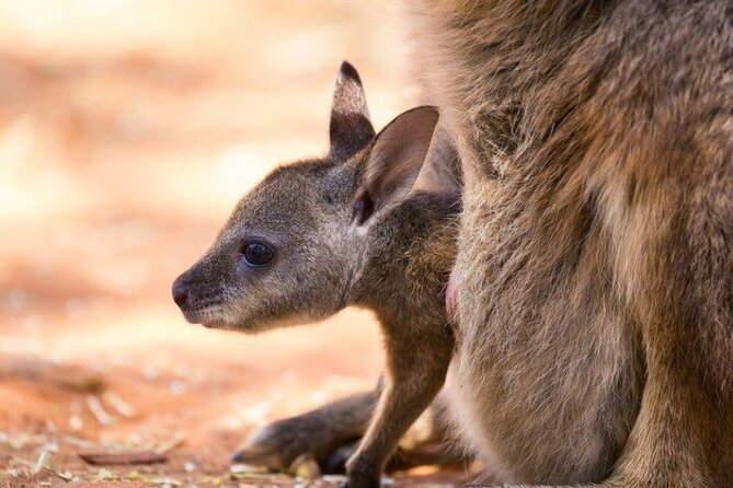 Blue Mountains Private Tour | Koala, Kangaroo, & Waterfalls Day - Lincoln’s Rock and the final panorama