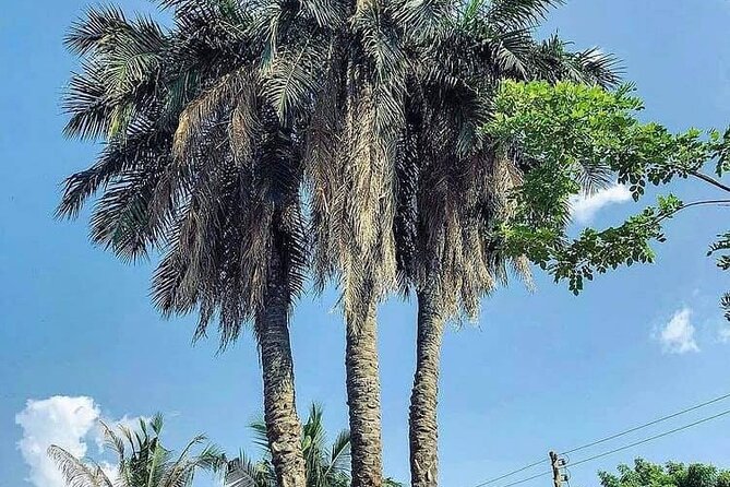 Boti Falls, Botanic Gardens, Cocoa Fam, Umbrella Rock Experience - Aburi Botanical Gardens and the palm-lined entrance