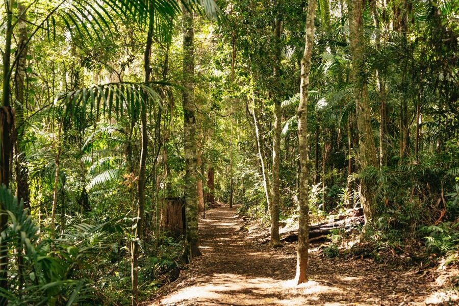 Brisbane: Rainforests, Waterfalls and Glow Worm Cave Tour - Gallery Walk, lunch, and local shopping