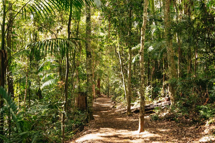 Brisbane: Rainforests, Waterfalls and Glow Worm Cave Tour - Curtis Falls, where the rainforest begins