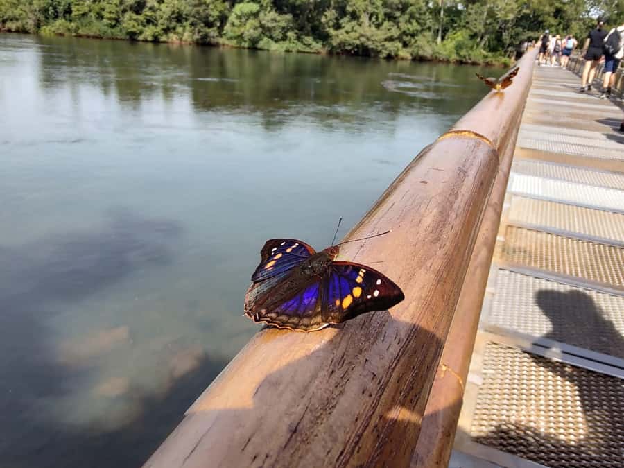 Buenos Aires: Iguazu Falls Private Tour with Flights - Why Iguazú Falls deserves a full day