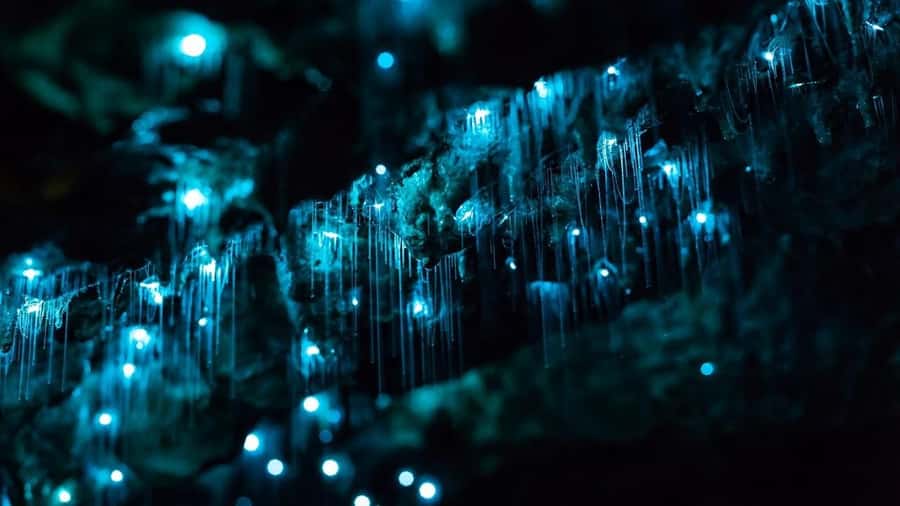 Byron Bay: Glowworms, Waterfalls & Rainforest Experience - Why the glowworm walk is worth the evening trip
