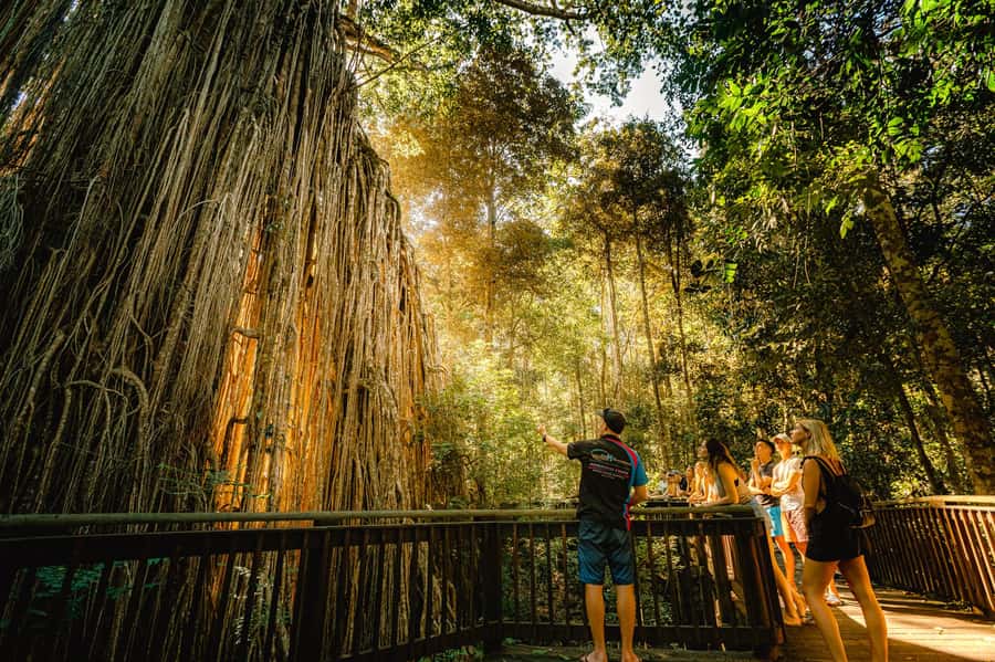 Cairns: Waterfall and Daintree Rainforest Tour - 2 Day Tours - Babinda Boulders and the stories of the water