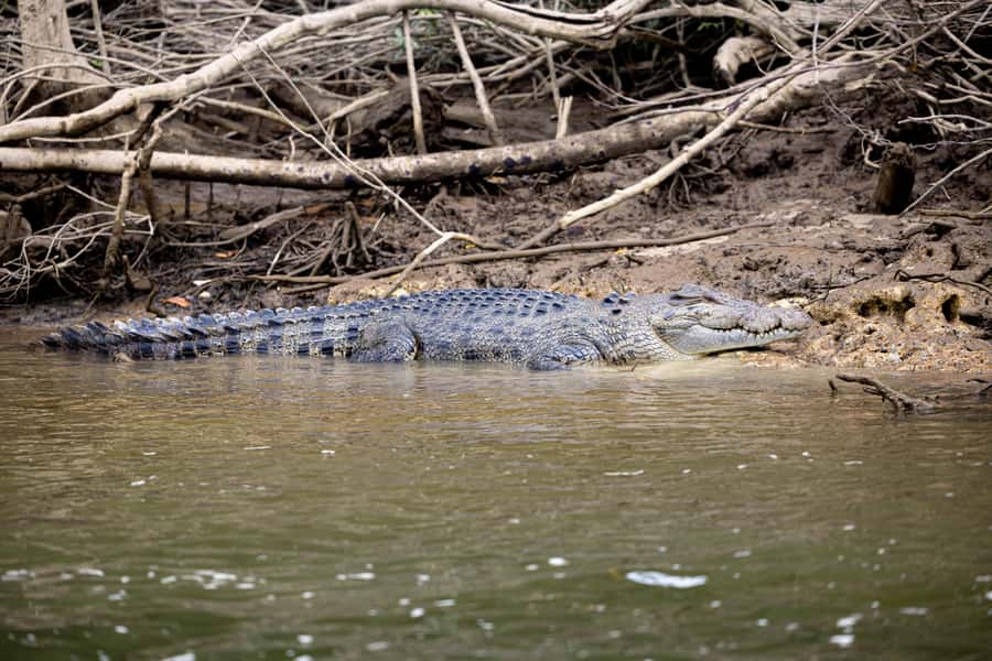 Cairns: Waterfall and Daintree Rainforest Tour - 2 Day Tours - What $221 buys you