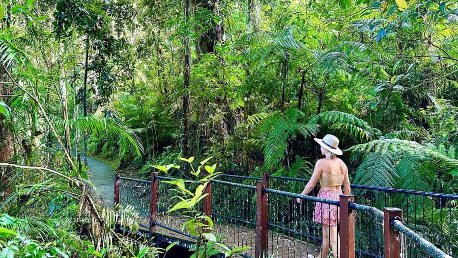 Cairns: Waterfall Tour with Lunch - Why this Cairns waterfall tour works so well