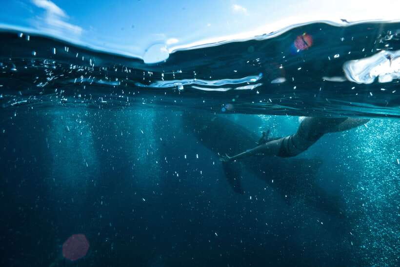 Cebu City: Whale Shark Swimming & Kawasan Falls Canyoneering - A 2 AM start and a long road to Oslob