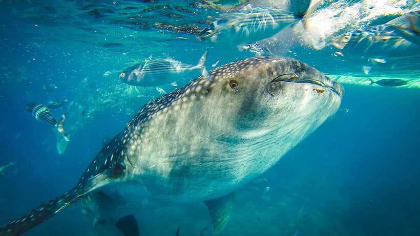 Cebu City: Whale Shark Swimming & Kawasan Falls Canyoneering - Badian lunch and the change from calm water to action
