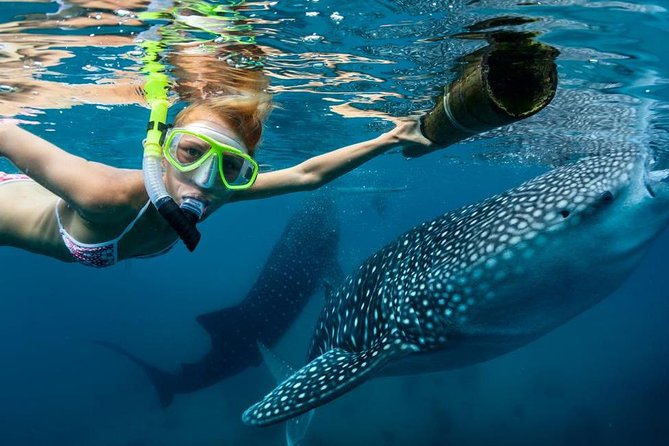 Cebu: Oslob Whale Shark Swimming and Kawasan Falls Canyoneering - What the whale shark stop feels like in practice