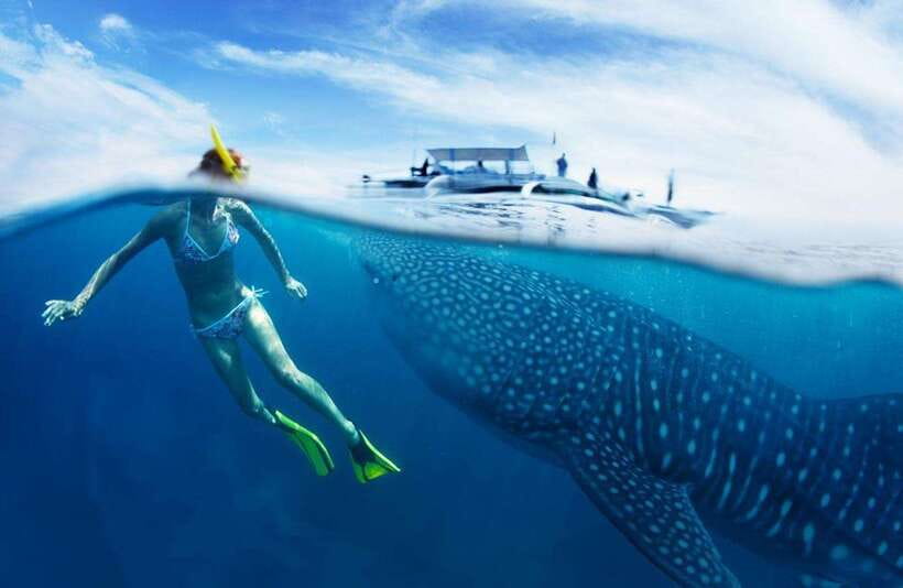 Cebu: Oslob Whale Sharks, Tumalog Falls & Sardine Snorkeling - Oslob whale sharks: spectacular, crowded, and carefully managed