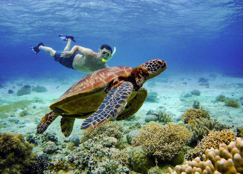 Cebu: Oslob Whale Sharks, Tumalog Falls & Sardine Snorkeling - Breakfast comes early, so pack a snack