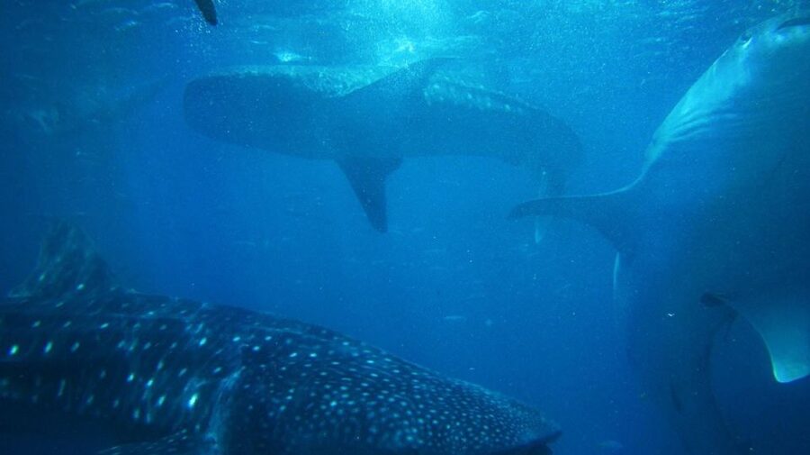 Cebu: Oslob Whale Sharks, Tumalog Falls & Sardine Snorkeling - Moalboal sardines and sea turtles