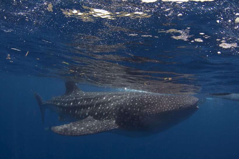 Cebu: Oslob Whale Sharks, Tumalog Falls & Sardine Snorkeling - GoPro rental, fins, and practical water gear