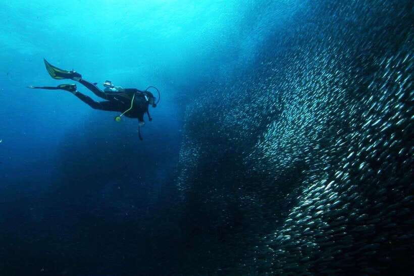 Cebu: Oslob Whale Sharks, Tumalog Falls & Sardine Snorkeling - Shared or private: which fits you better?