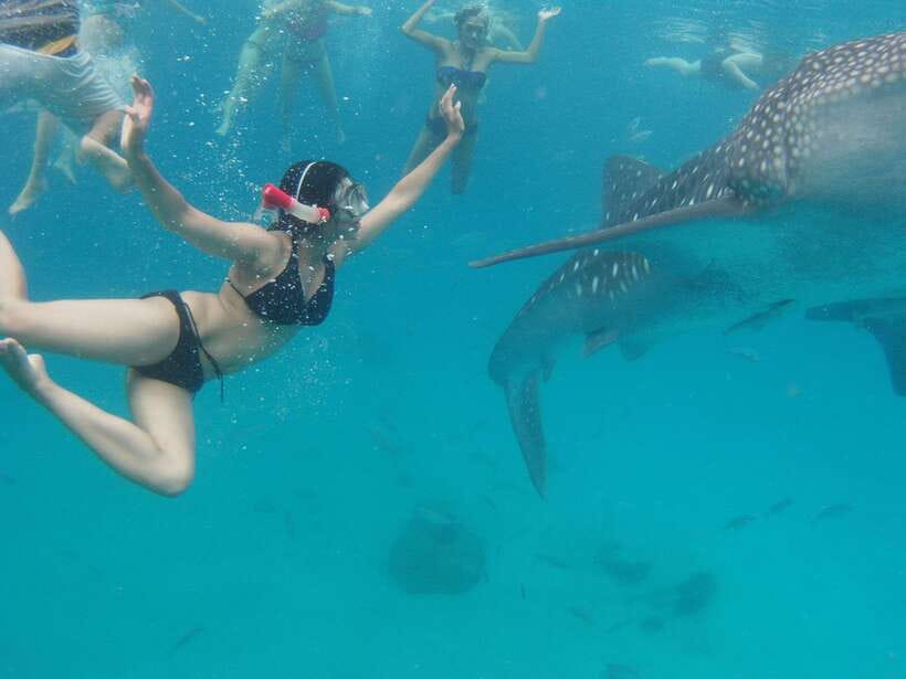 Cebu: Oslob Whale Sharks, Tumalog Falls & Sardine Snorkeling - The 2:00 AM start and the road south