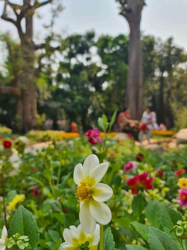 Chiang Mai: Dantewada Land of Angels & Sticky Waterfall Tour - What to bring for a comfortable climb