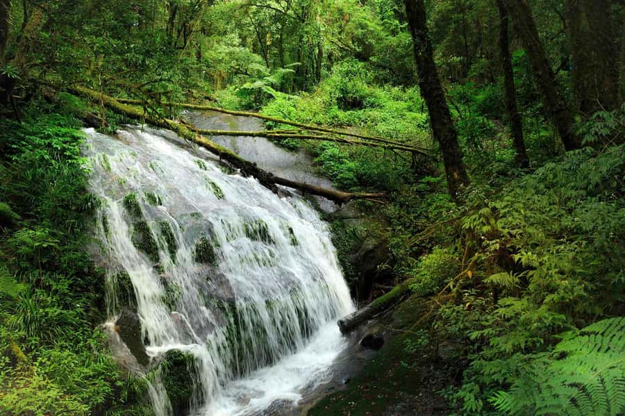 Chiang Mai: Doi Inthanon National Park, Waterfall & Lunch - Key points to know before booking