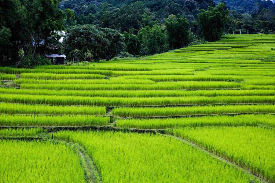 Chiang Mai: Doi Inthanon National Park, Waterfall & Lunch - Price and what the two options really mean