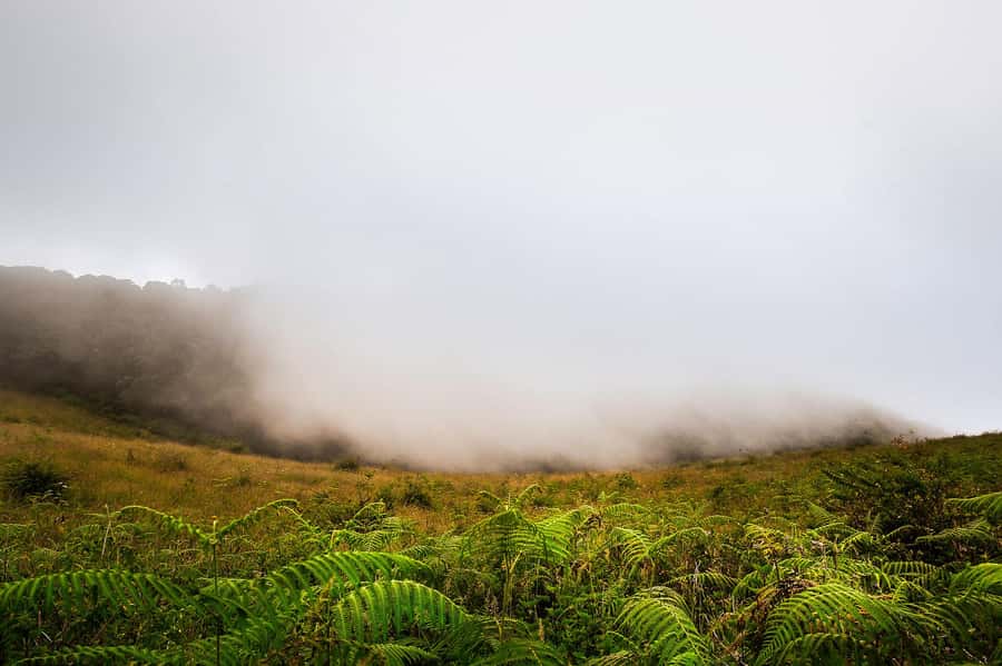 Chiang Mai: Doi Inthanon National Park, Waterfall & Lunch - The drive, pickup, and full-day pace
