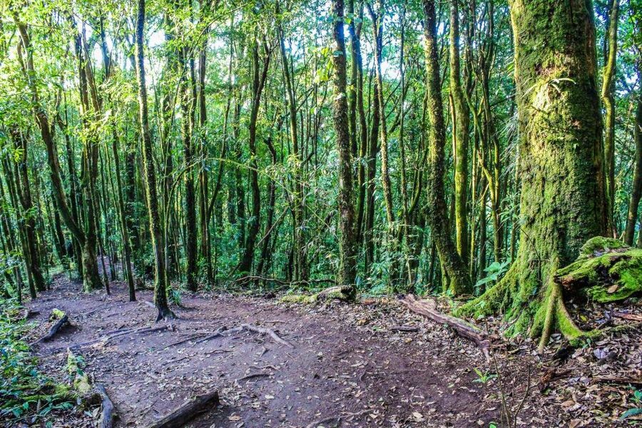 Chiang Mai: Doi Inthanon, Waterfalls, & Tribal Villages Tour - What the guides add to a long day