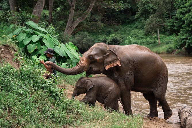 Chiang Mai Elephant Sanctuary, Bamboo Rafting and Waterfall Tour - Why this Chiang Mai day trip works