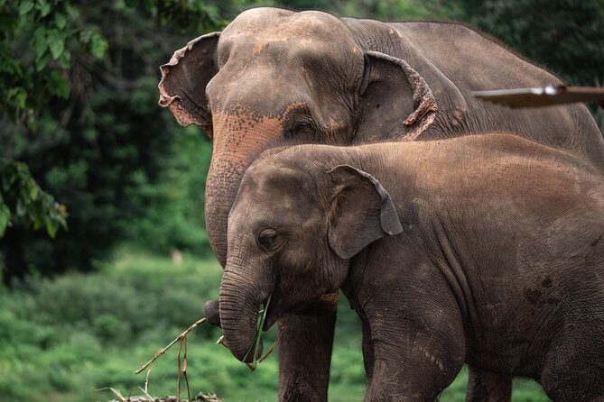 Chiang Mai Elephant Sanctuary, Bamboo Rafting and Waterfall Tour - Climbing Bua Tong Waterfall barefoot