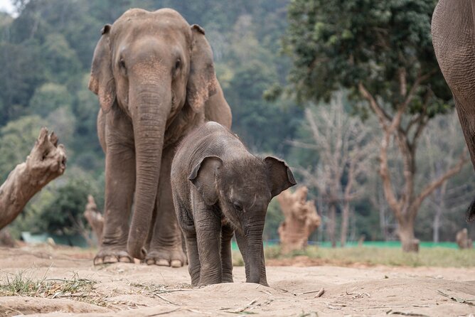 Chiang Mai Elephant Sanctuary, Bamboo Rafting and Waterfall Tour - Guides make the difference