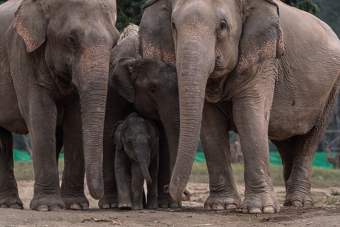 Chiang Mai Elephant Sanctuary, Bamboo Rafting and Waterfall Tour - Who should book this tour