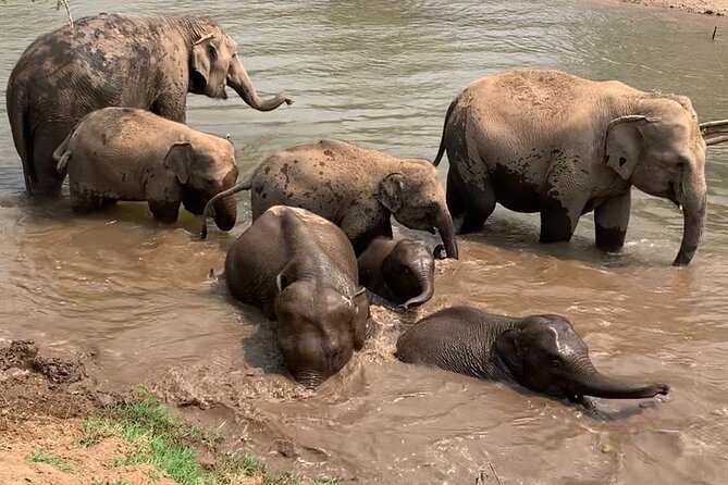 Chiang Mai Elephant Sanctuary, Bamboo Rafting and Waterfall Tour - Should you book it?