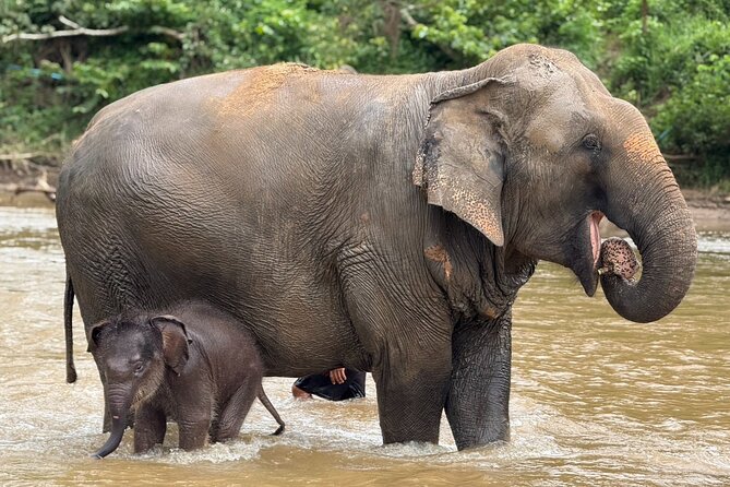 Chiang Mai Elephant Sanctuary, Bamboo Rafting and Waterfall Tour - FAQ