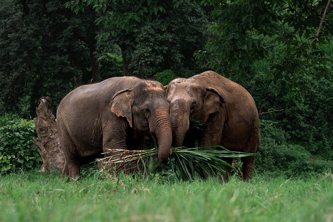 Chiang Mai Elephant Sanctuary, Bamboo Rafting and Waterfall Tour - Three hours at New Elephant Home