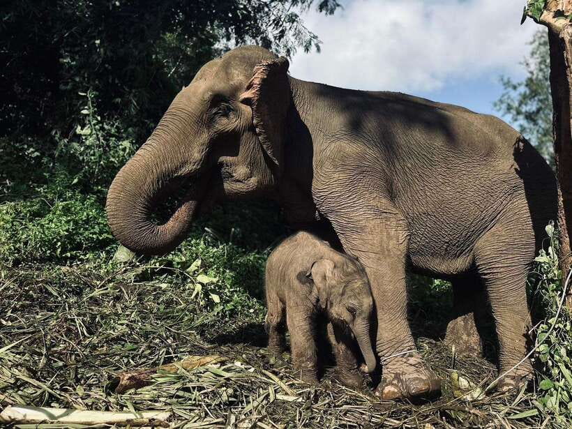 Chiang Mai: Elephant Sanctuary, Waterfall & Bamboo Rafting - Meeting the elephants at Pon Elephant Thailand