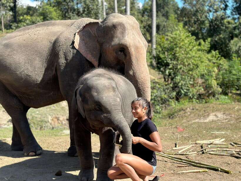 Chiang Mai: Elephant Sanctuary, Waterfall & Bamboo Rafting - Is $60 good value?