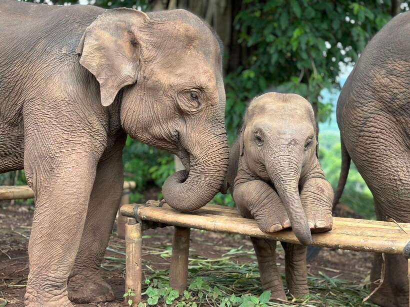 Chiang Mai: Elephant Sanctuary, Waterfall & Bamboo Rafting - Cooling off at Mae Wang Waterfalls