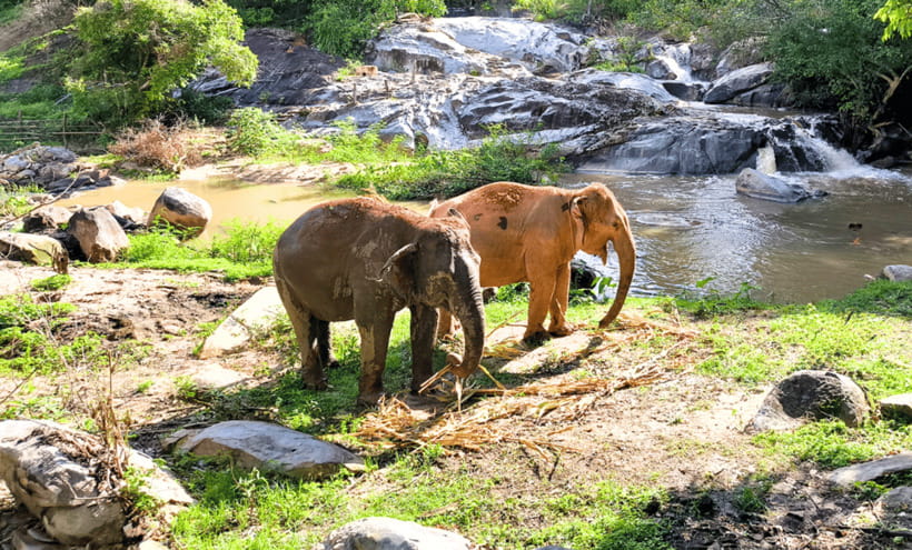 Chiang Mai: Ethical Half Day Elephant Sanctuary & Waterfall - Feeding the elephants without turning them into performers
