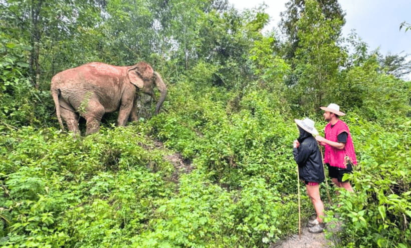 Chiang Mai: Ethical Half Day Elephant Sanctuary & Waterfall - Walking through the jungle at elephant speed