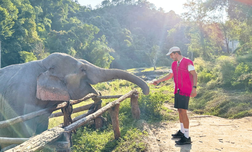 Chiang Mai: Ethical Half Day Elephant Sanctuary & Waterfall - Pad Thai, fruit, and herbal tea near the forest