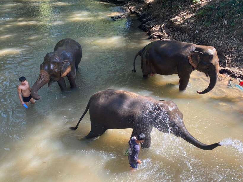 Chiang Mai Untouched Elephant: Nature Walk & Waterfall Trek - Why this elephant day feels different