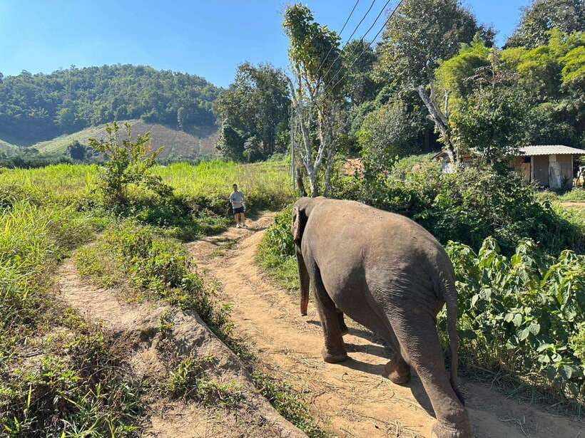 Chiang Mai Untouched Elephant: Nature Walk & Waterfall Trek - A local lunch after the morning work