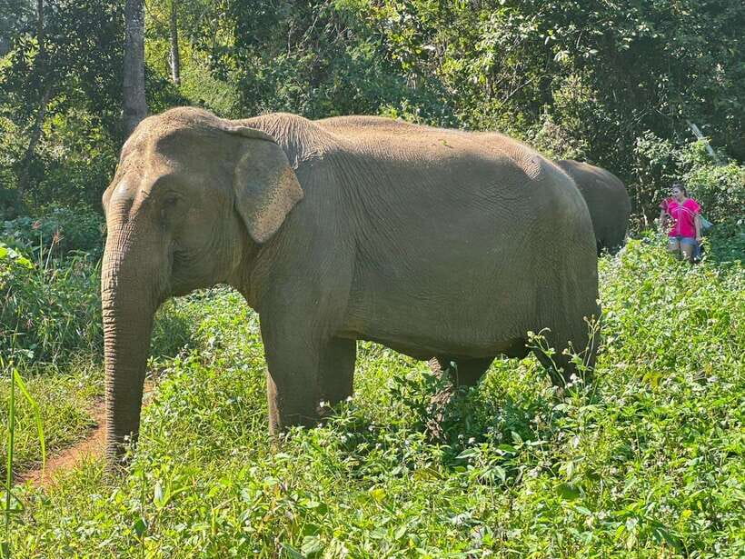 Chiang Mai Untouched Elephant: Nature Walk & Waterfall Trek - Mae Wang Waterfall adds a second outdoor stop